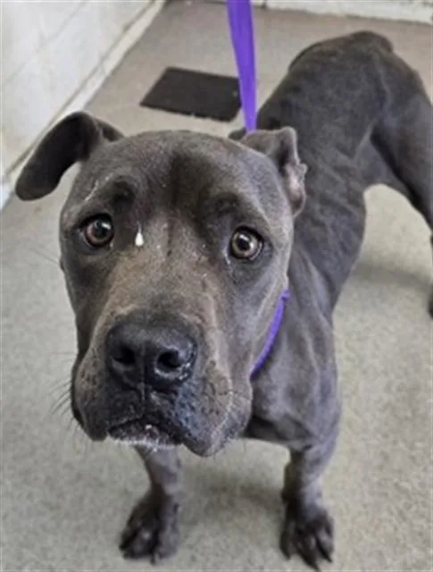 A young large-sized female Pit Bull Terrier dog named Yesenia for adoption in San Bernardino, CA