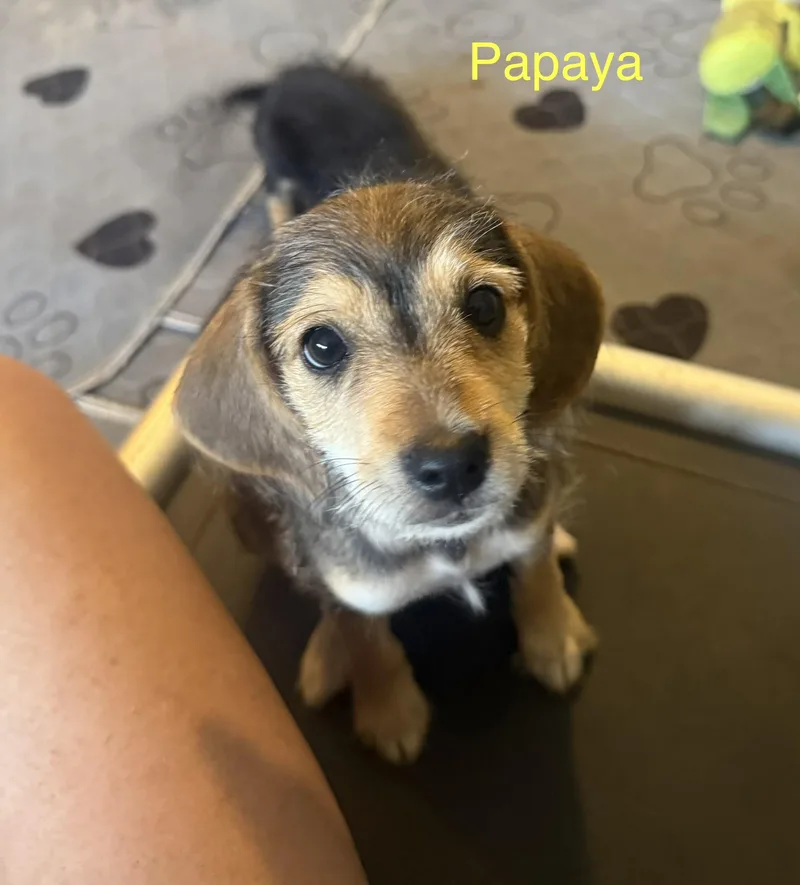 A baby small-sized female Tricolor (Brown, Black, & White) Wirehaired Terrier dog named Papaya for adoption in Kings Mountain, NC