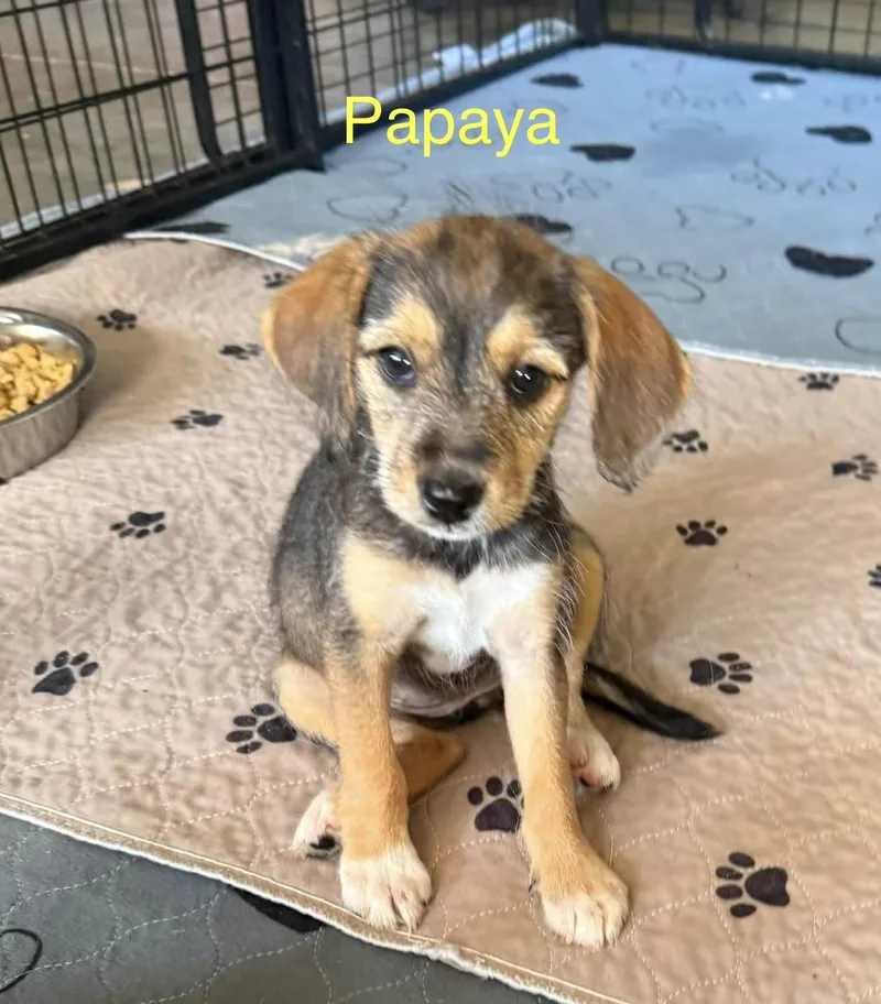 Papaya thumbnail 3
