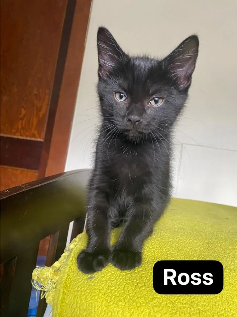 A baby medium-sized male Domestic Short Hair cat named Ross for adoption in Johnson City, TN