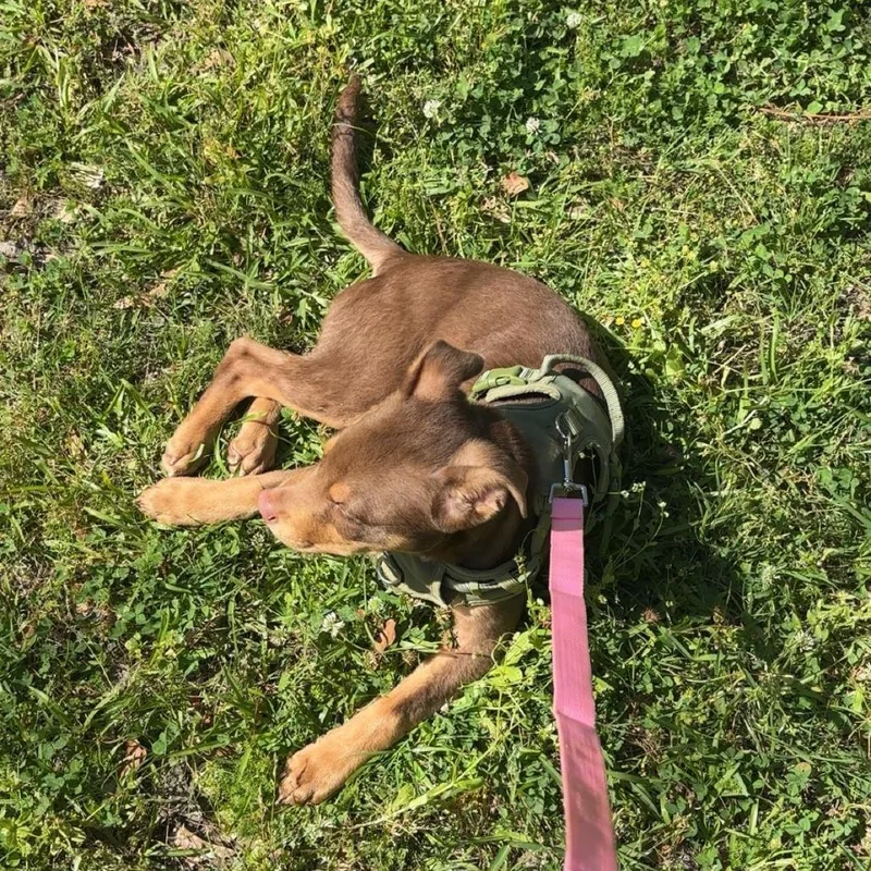 Zuko