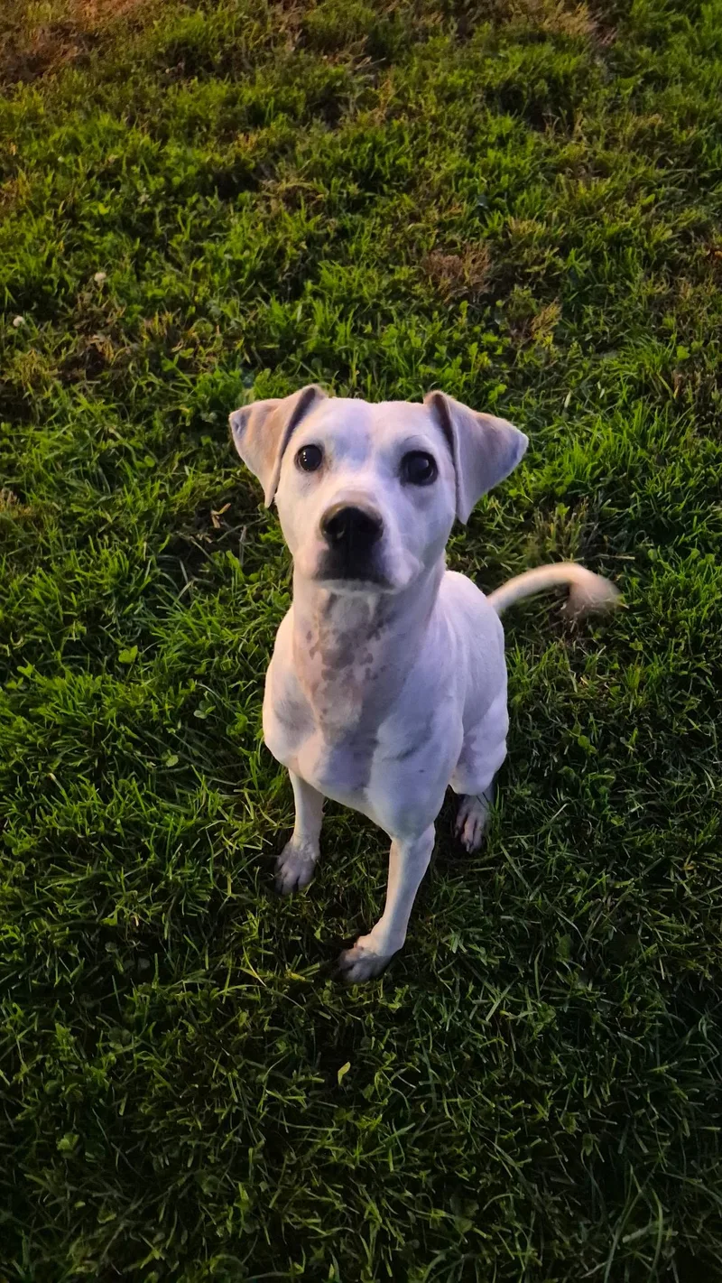 A young medium-sized female Boxer dog named Emma for adoption in Indiana, PA
