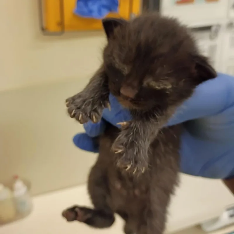 A baby small-sized male Black Domestic Short Hair cat named Cosplay for adoption in Lynchburg, VA
