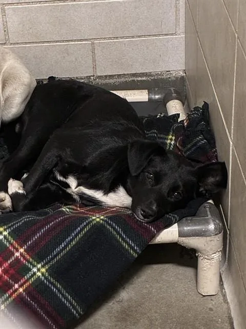 A young medium-sized female Terrier dog named Remi for adoption in Stockton, CA