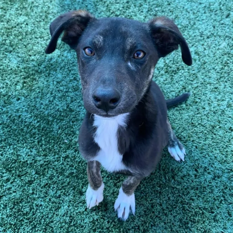 A young small-sized male Black Mixed Breed dog named Juniper for adoption in San Francisco, CA