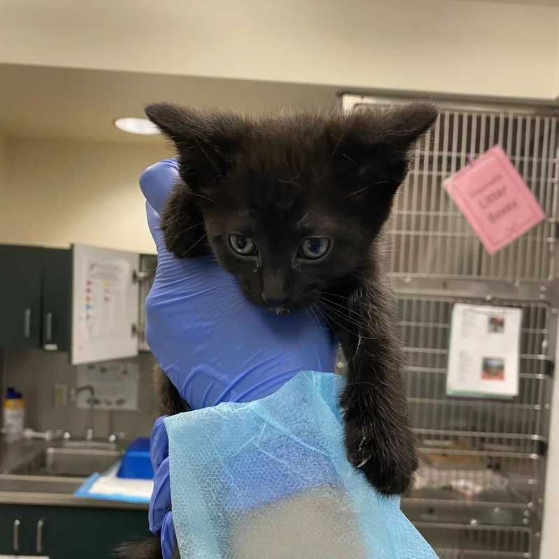 A baby small-sized female Black Domestic Short Hair cat named Kelpie for adoption in Los Angeles, CA