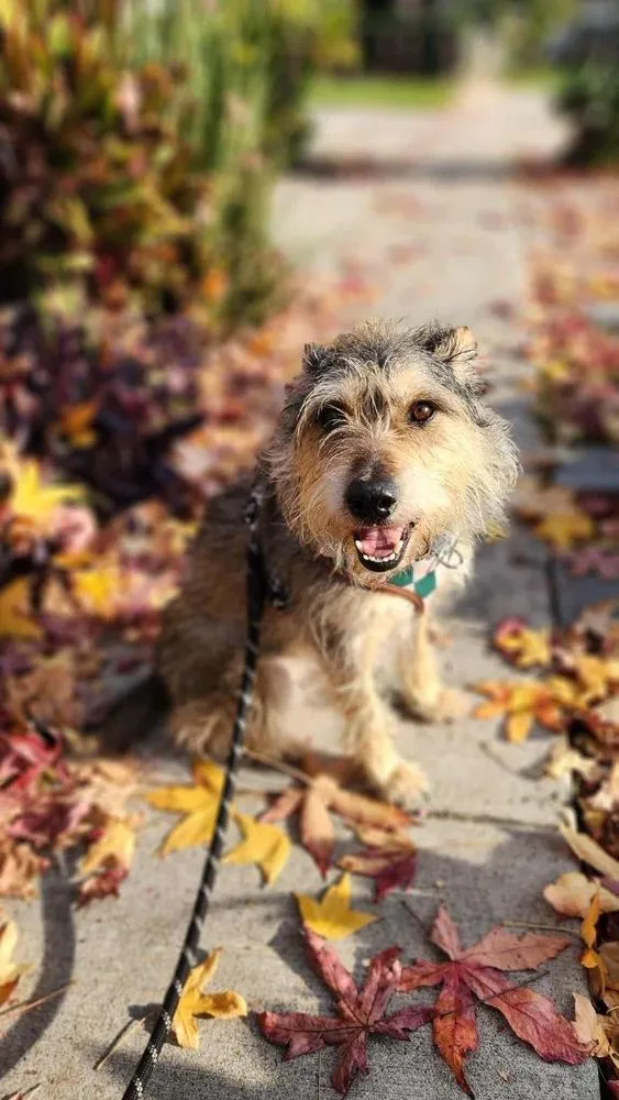 A young medium-sized male Terrier dog named Henry for adoption in los angeles, CA