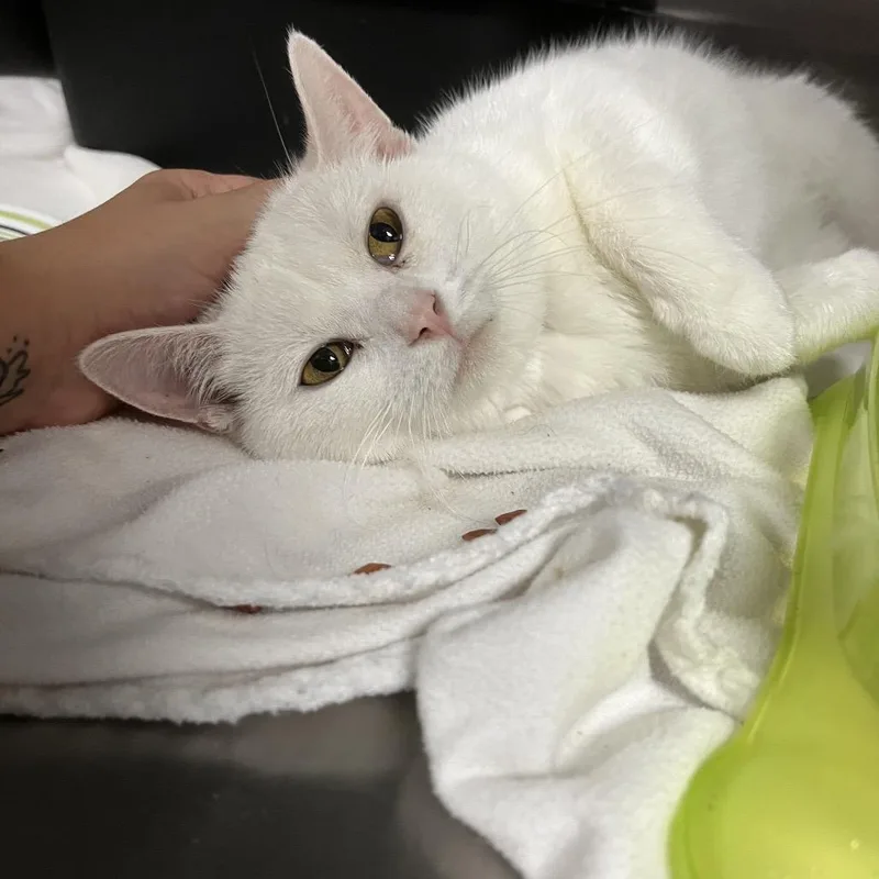 A young medium-sized male White Domestic Short Hair cat named Kevota for adoption in Rocky Mount, VA