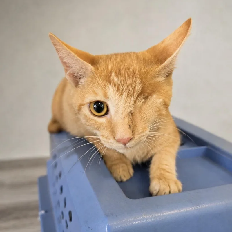 A baby small-sized male Orange / Red Domestic Short Hair cat named Roscoe for adoption in Hemet, CA