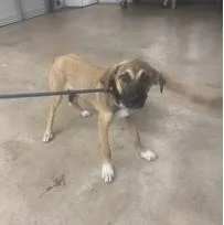 A baby large-sized female Mixed Breed dog named Cassie for adoption in Largo, FL