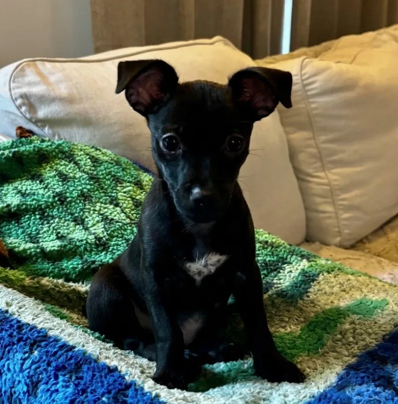 A baby small-sized male Black Chihuahua dog named Toro for adoption in Leonardtown, MD