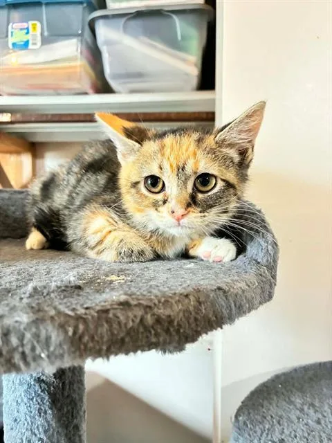 A baby small-sized female Domestic Short Hair cat named Marina for adoption in West Valley City, UT