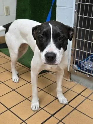 An adult medium-sized female Terrier dog named Roxie for adoption in Gainesville, FL