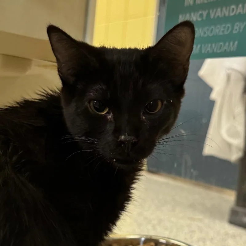 A baby medium-sized female Black Domestic Short Hair cat named Miss Sog for adoption in West Olive, MI