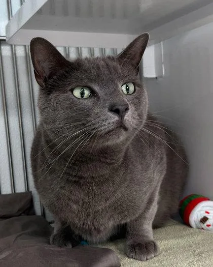 An adult medium-sized male Domestic Short Hair cat named Beau for adoption in Elmira, NY
