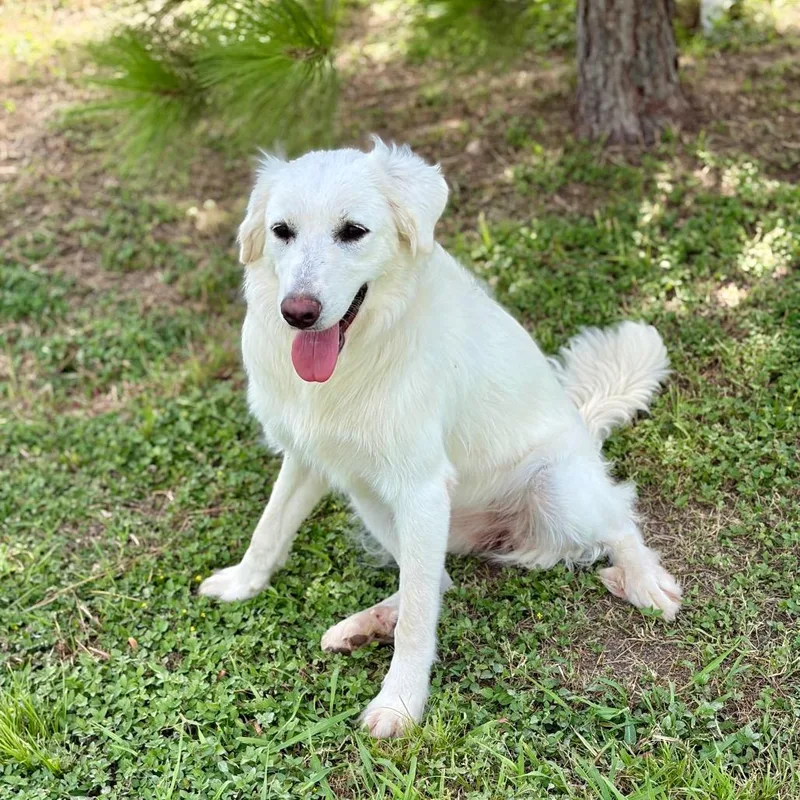 An adult medium-sized female White / Cream Great Pyrenees dog named Angela for adoption in Bastrop, TX