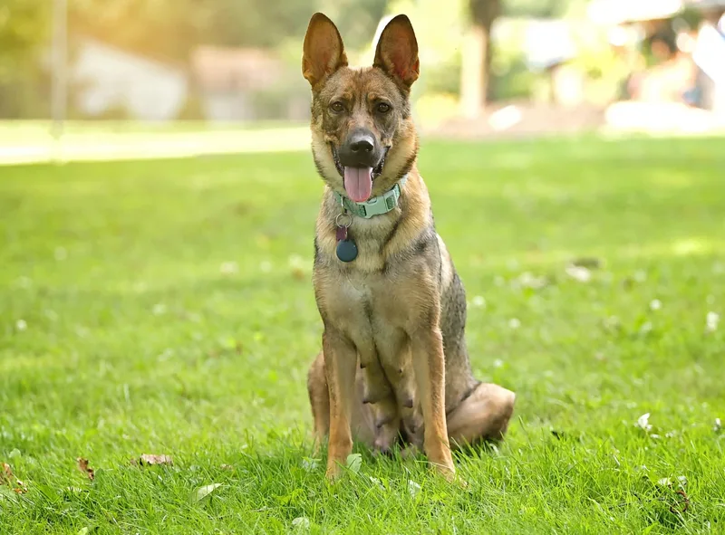 A young large-sized female Shepherd dog named Dottie for adoption in Washington , PA