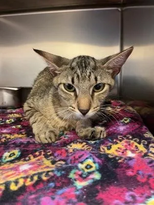An adult medium-sized female Domestic Short Hair cat named Mama for adoption in Gainesville, FL