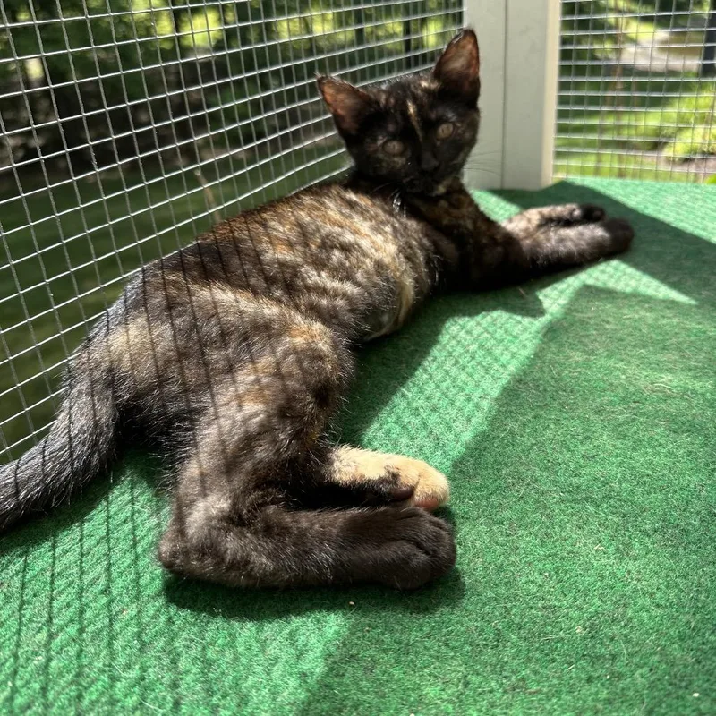 A baby small-sized female Tortoiseshell Domestic Short Hair cat named Delikat for adoption in Fredericksburg, VA