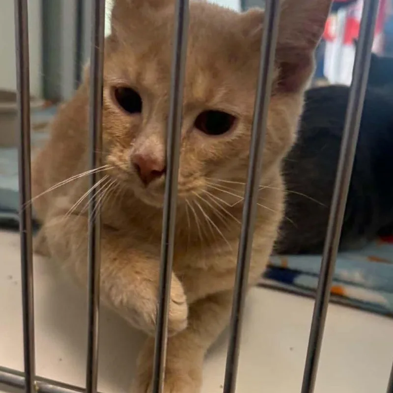 A young small-sized male Domestic Short Hair cat named Mario for adoption in Kingman, AZ
