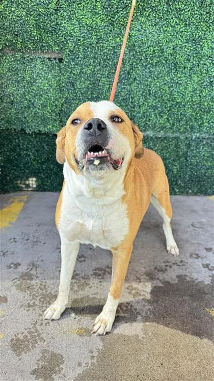 An adult medium-sized female White / Cream Pit Bull Terrier dog named 61121553 for adoption in El Paso, TX