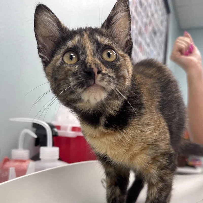 A baby small-sized female Tortoiseshell Domestic Short Hair cat named Daisy for adoption in Hamburg, NY