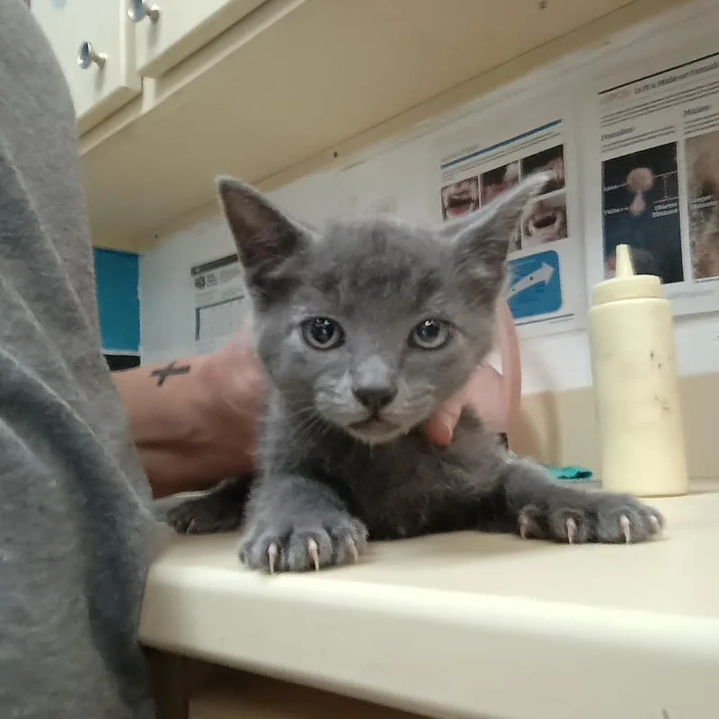 A young medium-sized female Black Domestic Short Hair cat named Sophia for adoption in Ardmore, OK