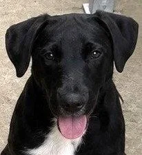 A young medium-sized male Labrador Retriever dog named Slate for adoption in Carrollton, GA