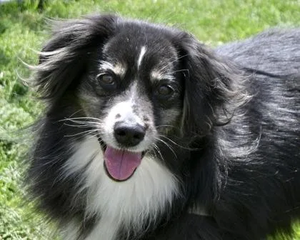 An adult small-sized female Australian Shepherd dog named Mary for adoption in West Seneca, NY