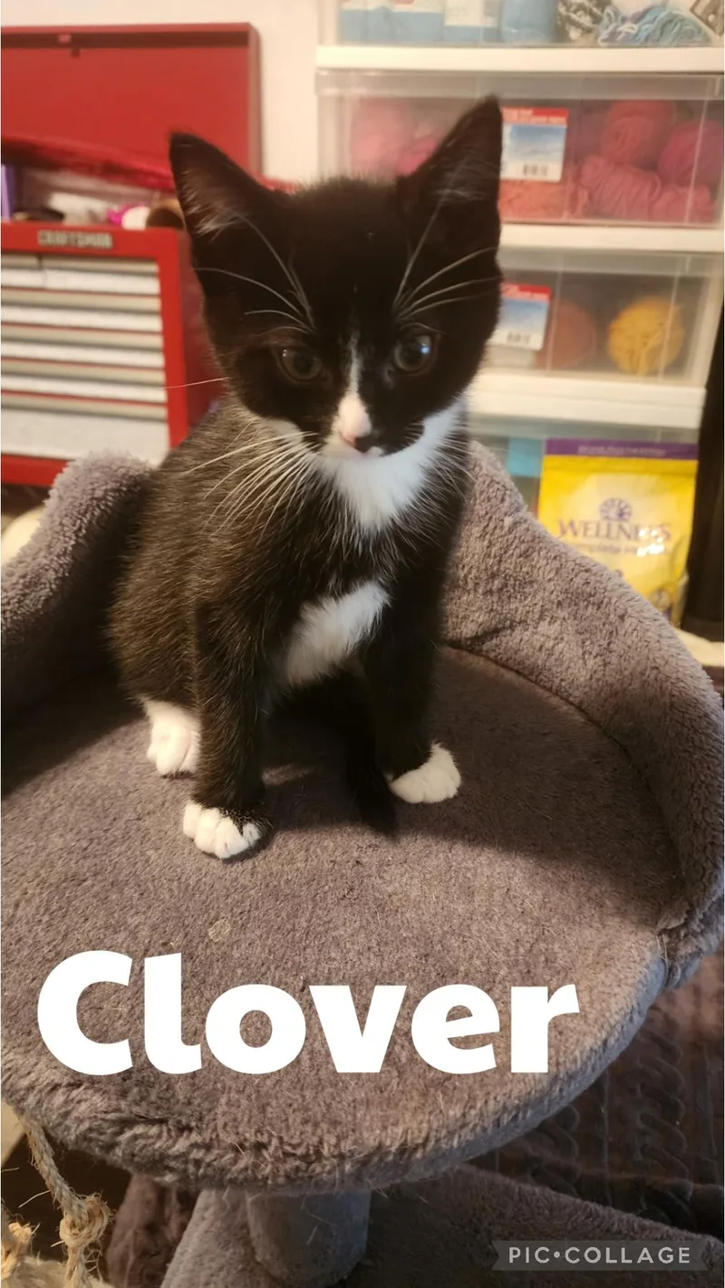 A baby small-sized male Black & White / Tuxedo Domestic Short Hair cat named Clover for adoption in Newberg, OR