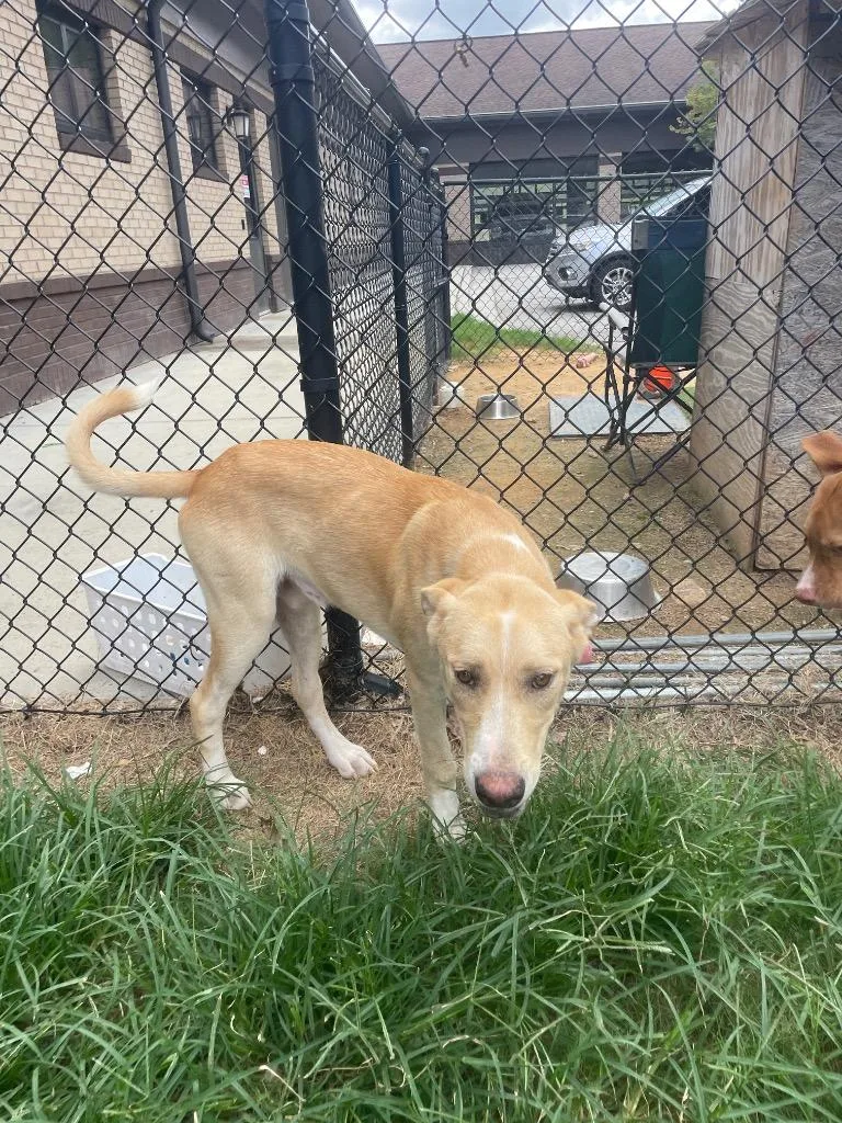 A baby medium-sized male Mixed Breed dog named McChicken for adoption in Douglasville, GA