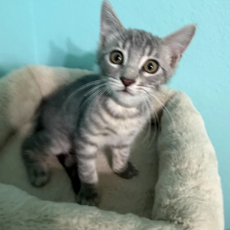 A baby medium-sized male Gray / Blue / Silver Domestic Short Hair cat named Garrison for adoption in Omaha, NE