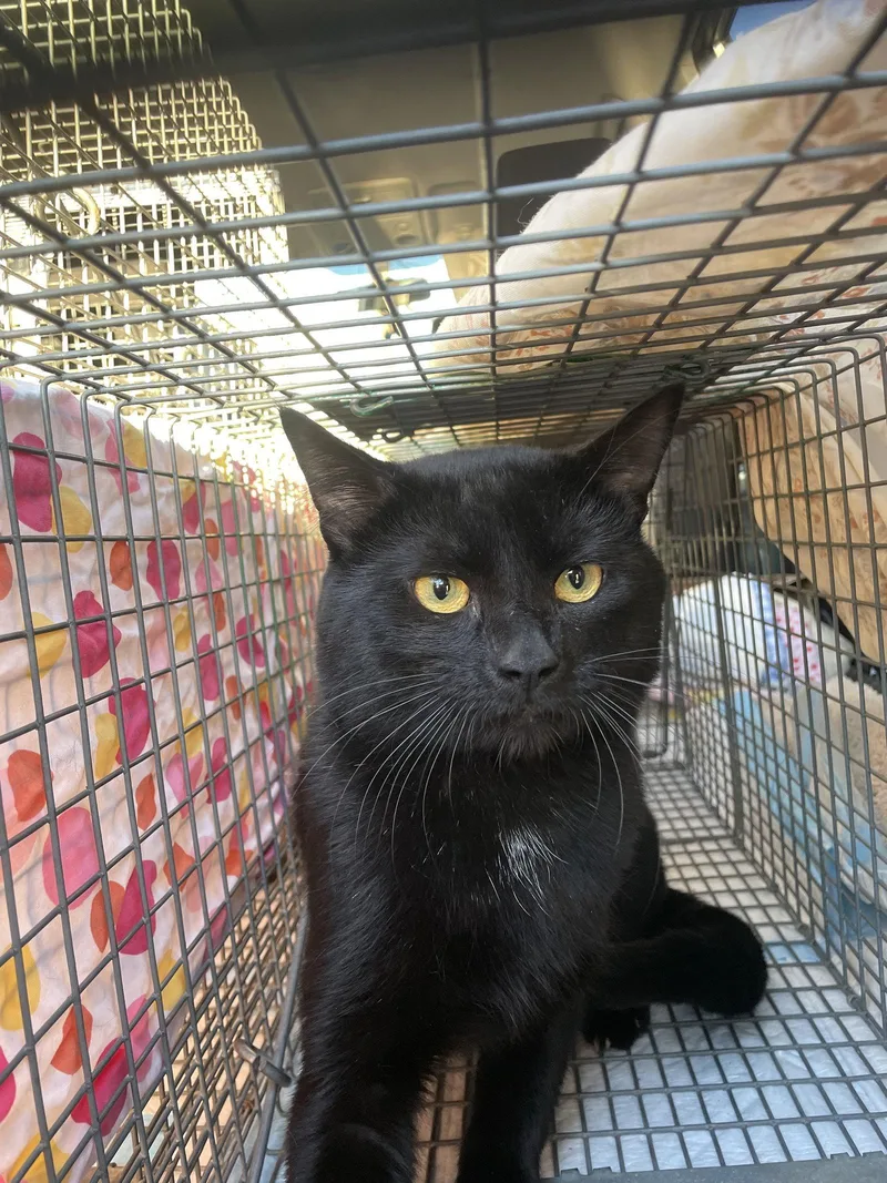 An adult large-sized male Black Domestic Short Hair cat named Simon Says for adoption in Trenton, NJ