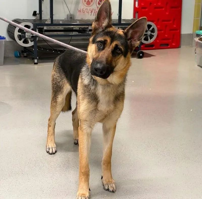 A young large-sized male German Shepherd Dog dog named Chasey for adoption in Long Island City, NY