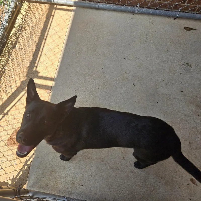 Sirius