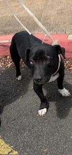 An adult medium-sized male Terrier dog named Erlo for adoption in Honolulu, HI