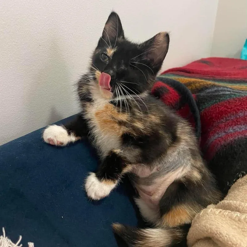 A baby small-sized female Calico Domestic Short Hair cat named Wilhemina for adoption in Plainfield, IL