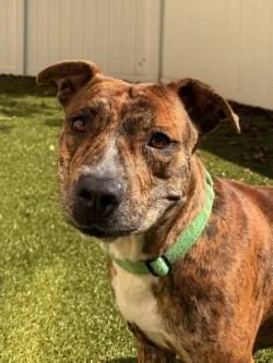 An adult medium-sized female Mixed Breed dog named Grace for adoption in Savannah, GA