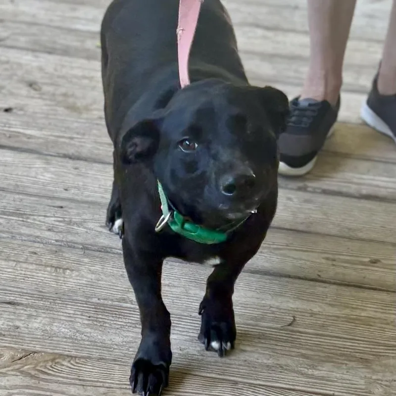 An adult medium-sized male Black Labrador Retriever dog named Petey for adoption in Brewton, AL