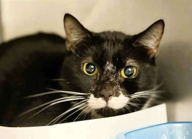 An adult medium-sized male Domestic Short Hair cat named Charlie for adoption in Fort Lauderdale, FL