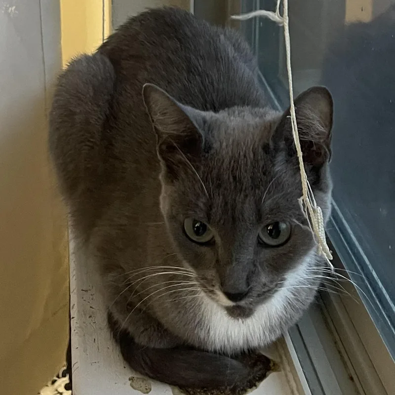 An adult small-sized female Russian Blue cat named Luna for adoption in Liverpool, TX