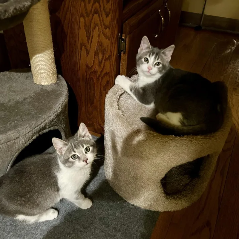 Ivy thumbnail 2