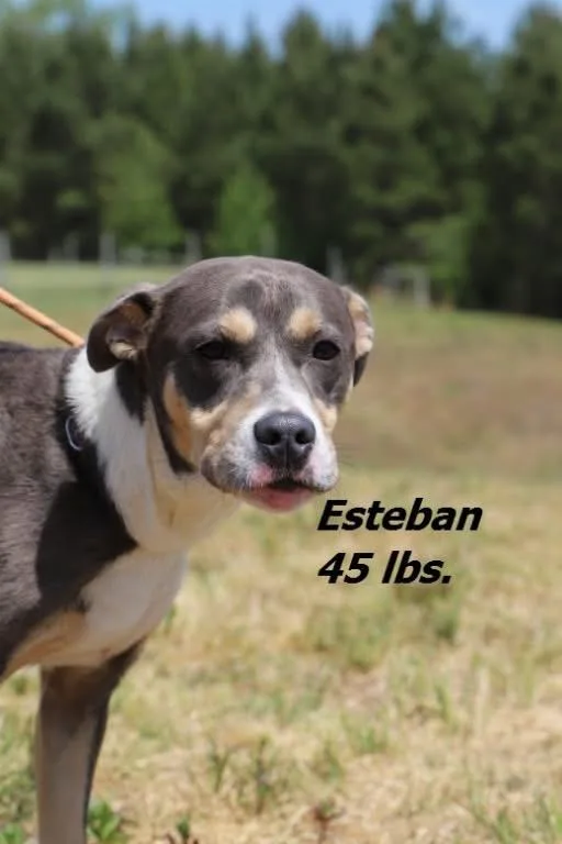 A baby large-sized male Mixed Breed dog named Esteban for adoption in Oxford, NC