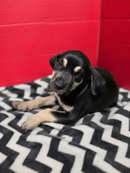 A baby large-sized female Labrador Retriever dog named Map for adoption in Houston, TX