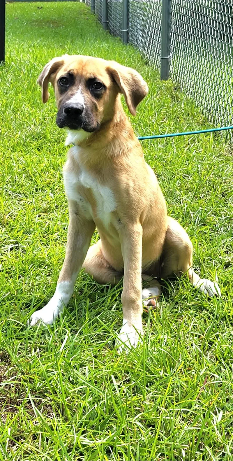 A young medium-sized female Apricot / Beige Mixed Breed dog named Millie for adoption in Marion, MS