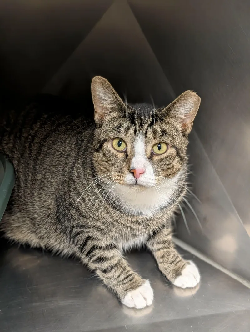 An adult large-sized male Tabby (Tiger Striped) Domestic Short Hair cat named Marlo for adoption in Chambersburg, PA