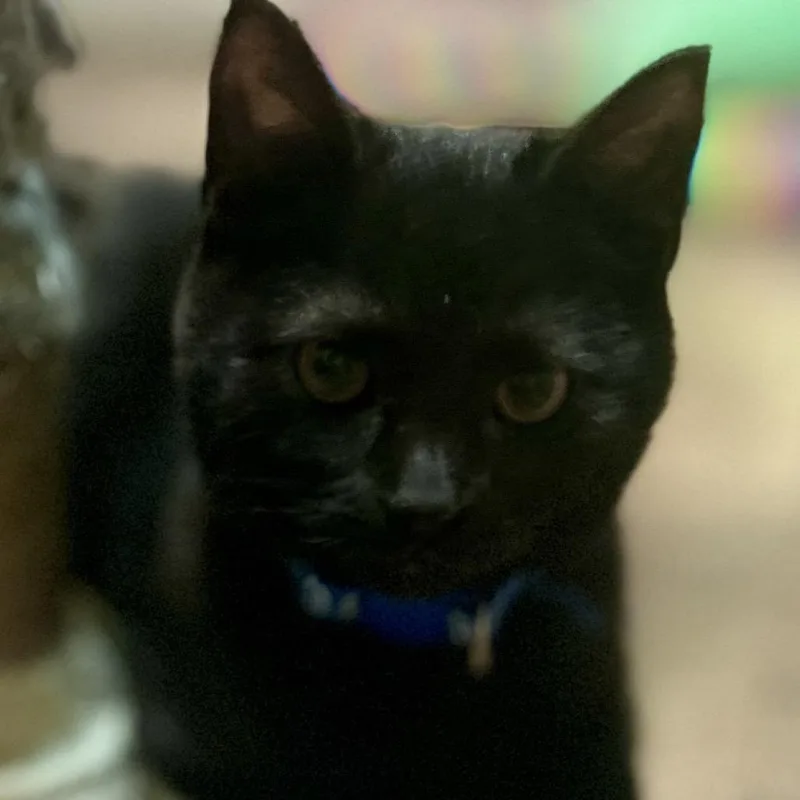 A baby small-sized male Black Domestic Short Hair cat named Dre for adoption in Philadelphia, PA