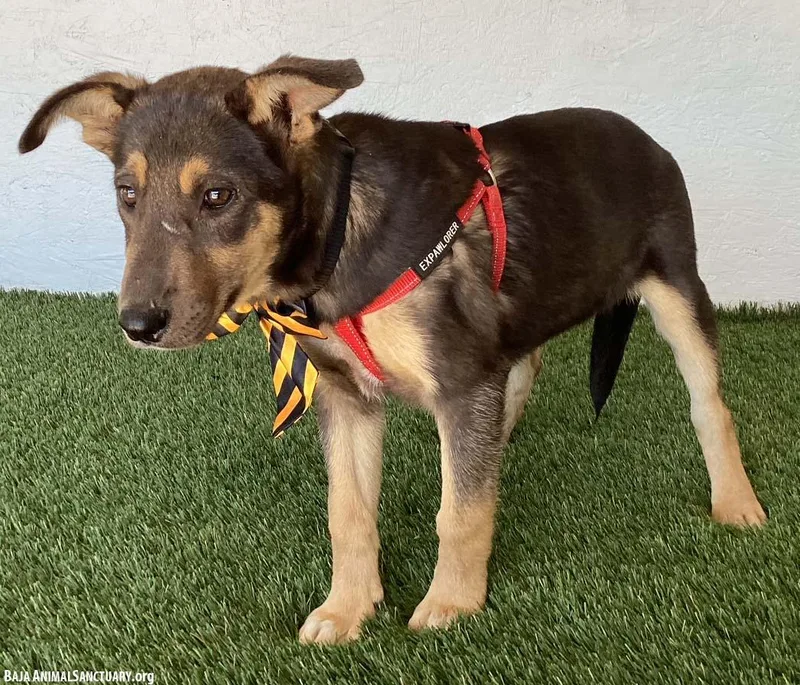 A baby medium-sized female Black German Shepherd Dog named Laverne for adoption in San Diego, CA
