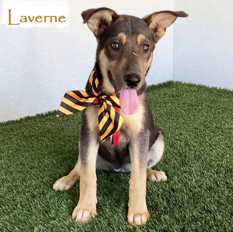 Laverne thumbnail 2