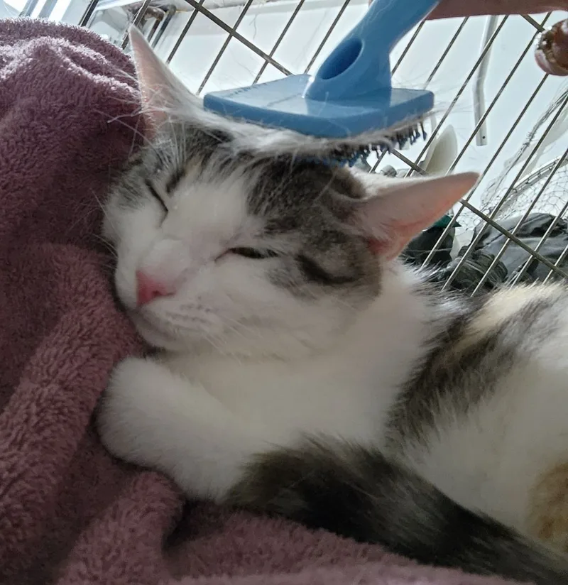 Precious thumbnail 3